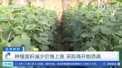 聊城黃瓜最新行情，一根黃瓜如何助力自信與成就之路