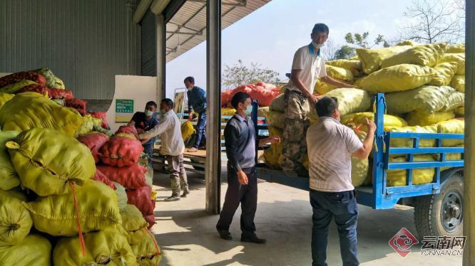 盈江土豆行情動(dòng)態(tài)，種植希望，收獲自信與成就
