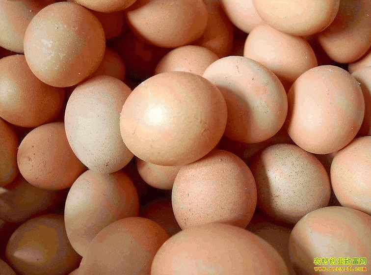 肇東雞蛋價格最新動態(tài)，跟隨自然腳步，重拾內(nèi)心寧靜與平和的探索之旅