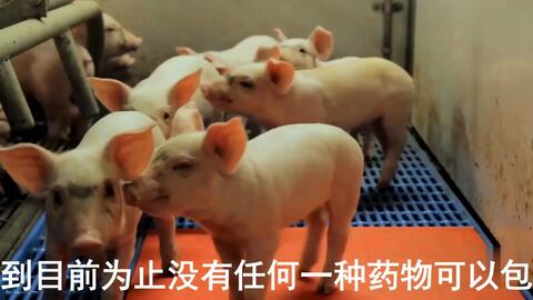 最新母豬保健方案揭秘，提升母豬健康與生產(chǎn)效率的秘訣