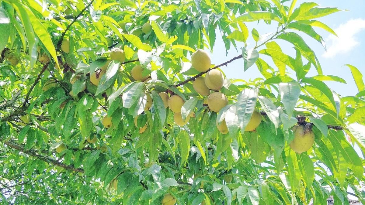 簡暗最新小說揭秘科技新品，智能生活體驗新紀元