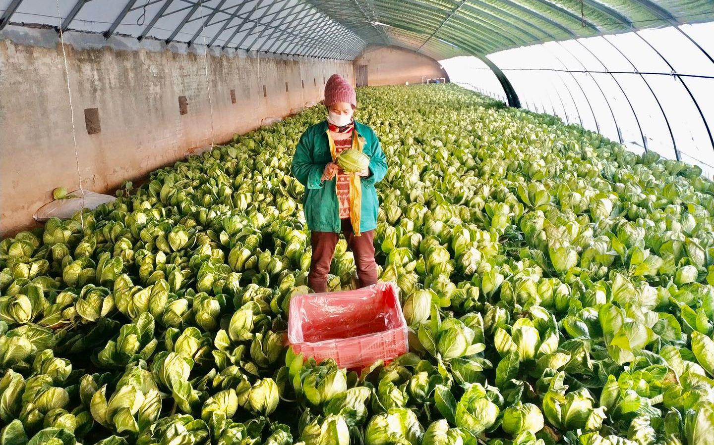 最新特菜品種，家的溫馨故事探索與發(fā)現(xiàn)