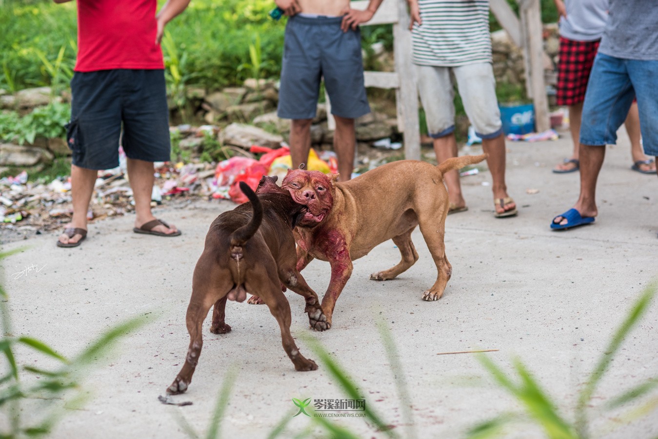 玉林斗狗風采，小巷深處的獨特風情展