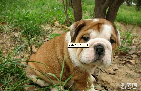 澳門六狗肖,擔(dān)保計劃執(zhí)行法策略_XMM27.385精致生活版