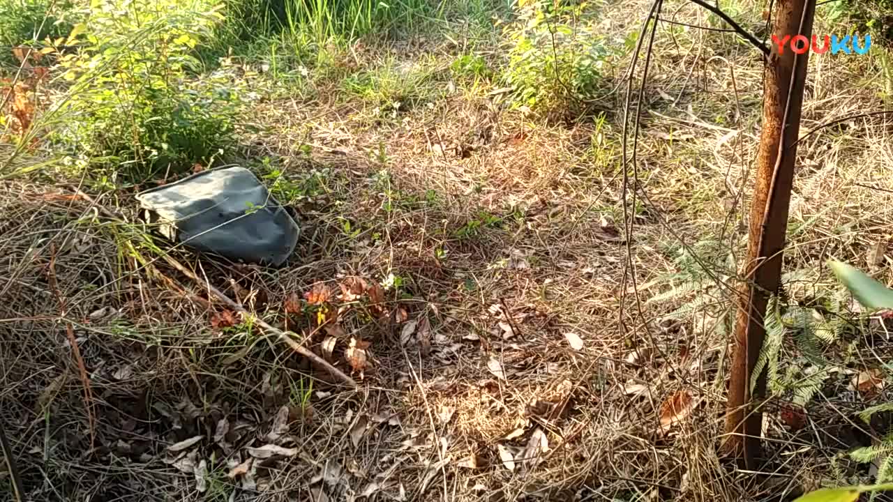 鷓鴣中套最新視頻，領(lǐng)略傳統(tǒng)藝術(shù)魅力的震撼登場！