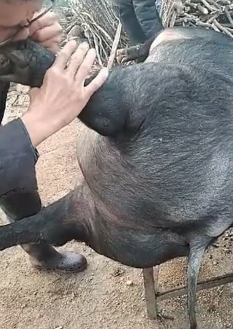 豬圈中的歡樂時刻，最新吹豬視頻集錦