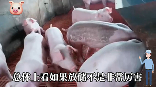 最新閹豬技巧步驟指南，專(zhuān)業(yè)方法與實(shí)用操作指南