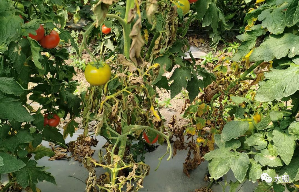 4949正版免費(fèi)資料大全水果,綜合計(jì)劃評估_NNQ47.723習(xí)慣版