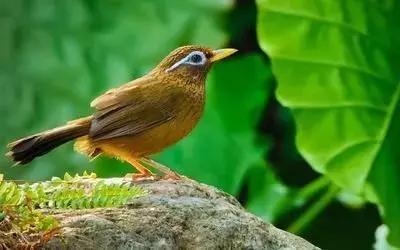 鎮(zhèn)雄房屋最新出售信息，家園變遷與自我成長的自信成就