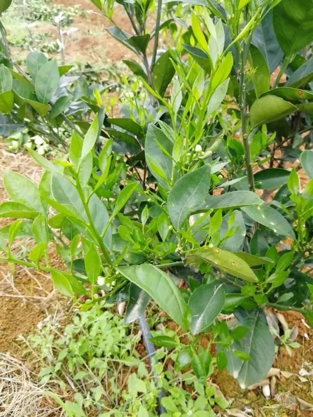 柑橘最新保果技術(shù)，開啟探索之旅，勵(lì)志無(wú)限可能