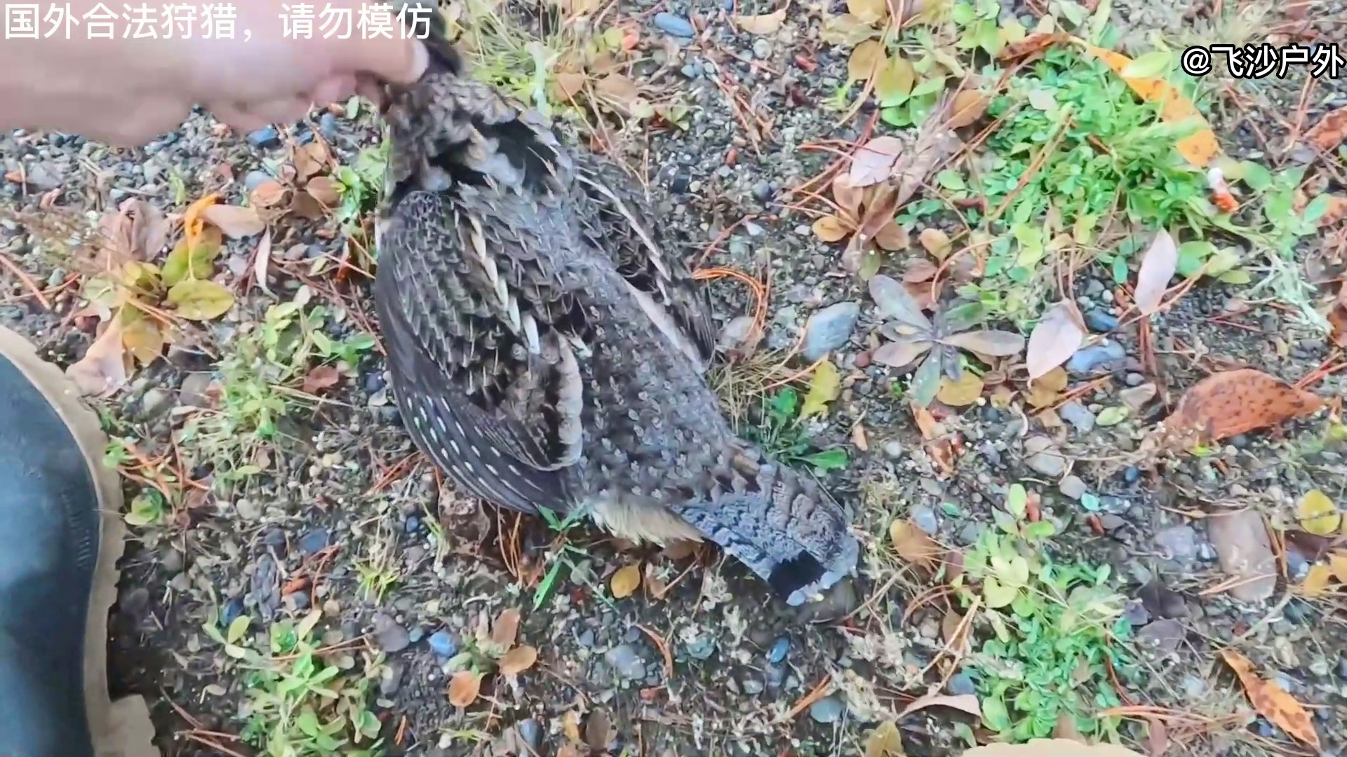 最新國外彈弓圖片集錦，自然美景的探索之旅