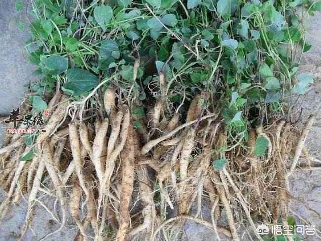 甘肅黨參最新價(jià)格動態(tài)，市場走勢與影響因素分析