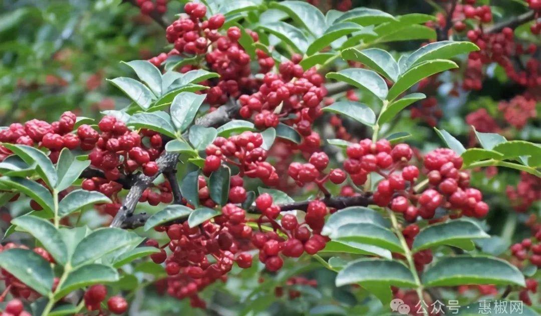 花椒價(jià)格最新行情2024，科技引領(lǐng)，椒香走向未來