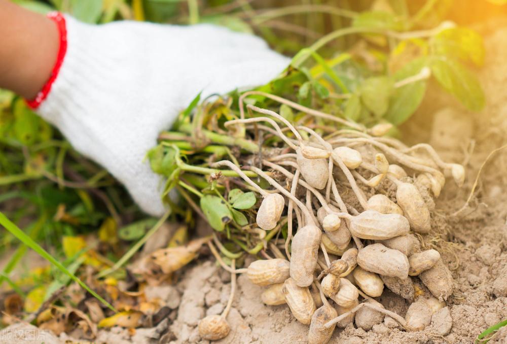 遼寧玉米最新價格動態(tài)，變化中的機遇，學習成就自信與收獲