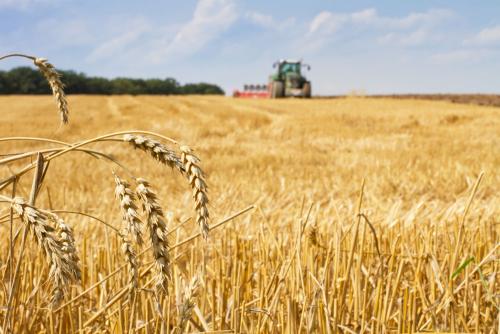 鶴壁小麥最新行情，科技引領(lǐng)農(nóng)業(yè)新時(shí)代，市場(chǎng)智能體驗(yàn)新篇章