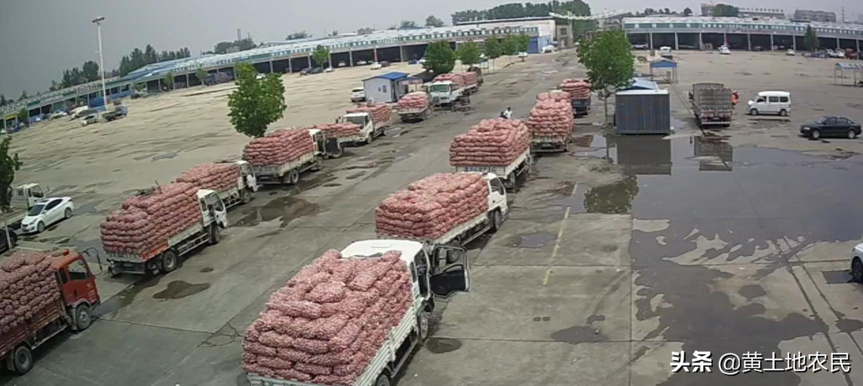 國際大蒜價格實時更新,最新行情概覽