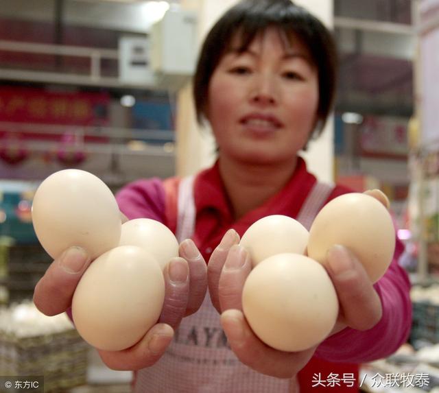 周口雞蛋今日最新價格，勵志故事背后的雞蛋價值探索