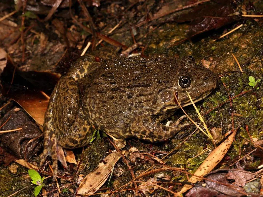 兩棲蛙蛙下載最新版，溫馨的蛙蛙奇遇之旅
