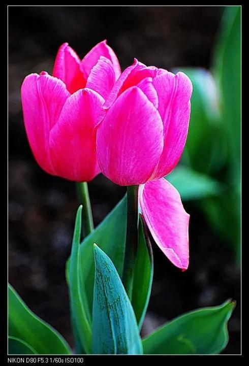 最新郁金香，小巷深處的芬芳馥郁之美