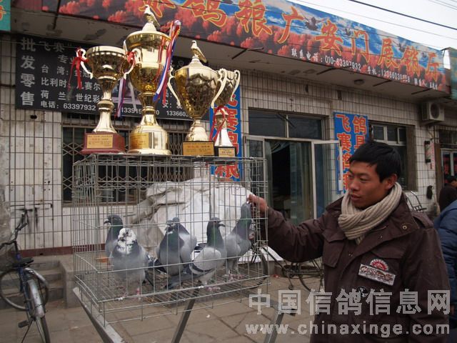 北京鴿市繁榮景象與發(fā)展趨勢揭秘，最新動態(tài)與未來展望