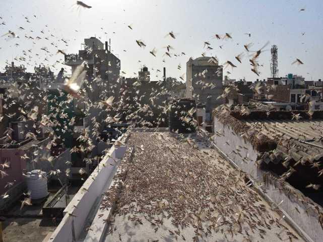 蝗蟲最新動態(tài)，蟲群變化學(xué)習(xí)之旅，自信與成就感的伴隨成長