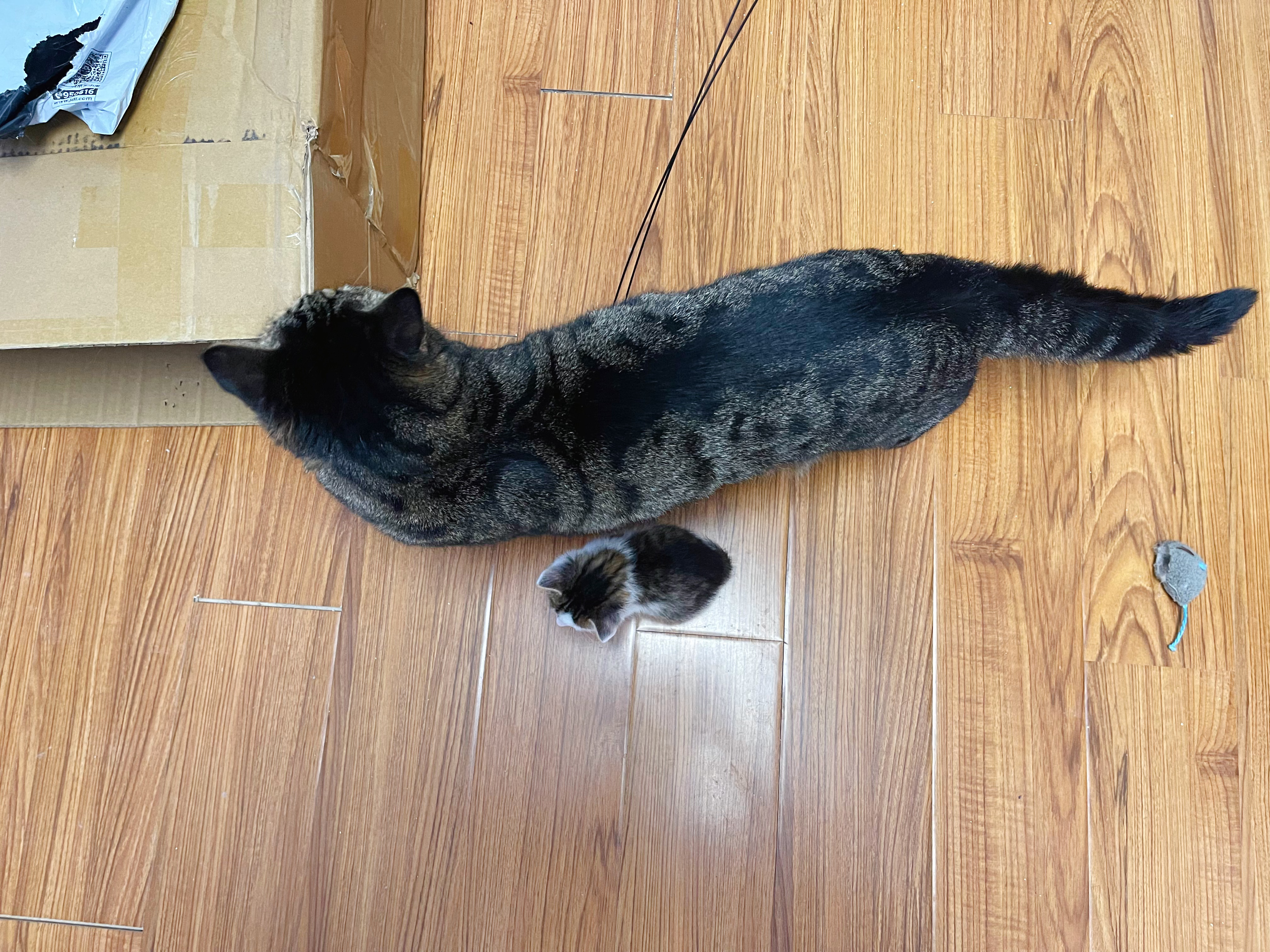 我找大貓，最新探索與影響的魅力