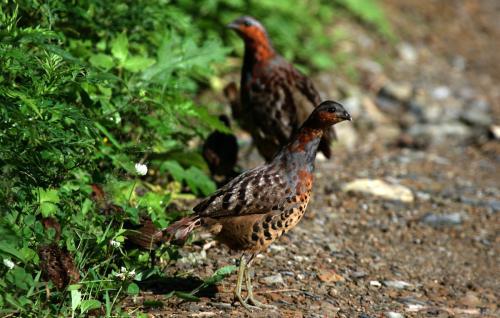 最新竹雞套，傳統(tǒng)與創(chuàng)新的完美融合