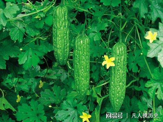 苦瓜最新網(wǎng)站，探索自然美景，尋找內(nèi)心寧靜的輕松之旅