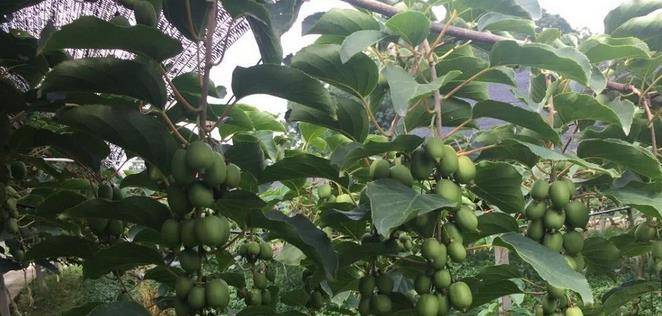 最新型果樹，小巷中的綠色寶藏與獨特風(fēng)味小店的探索