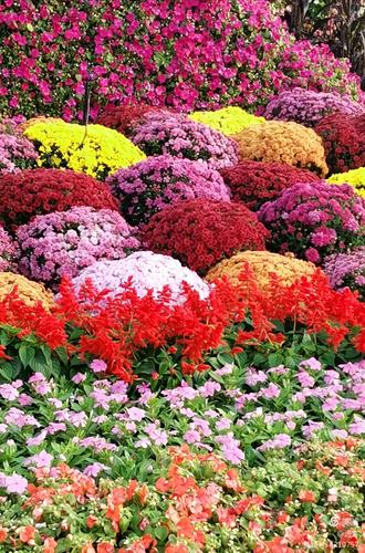 最新鮮花美景之旅，尋找內(nèi)心平靜的旅程