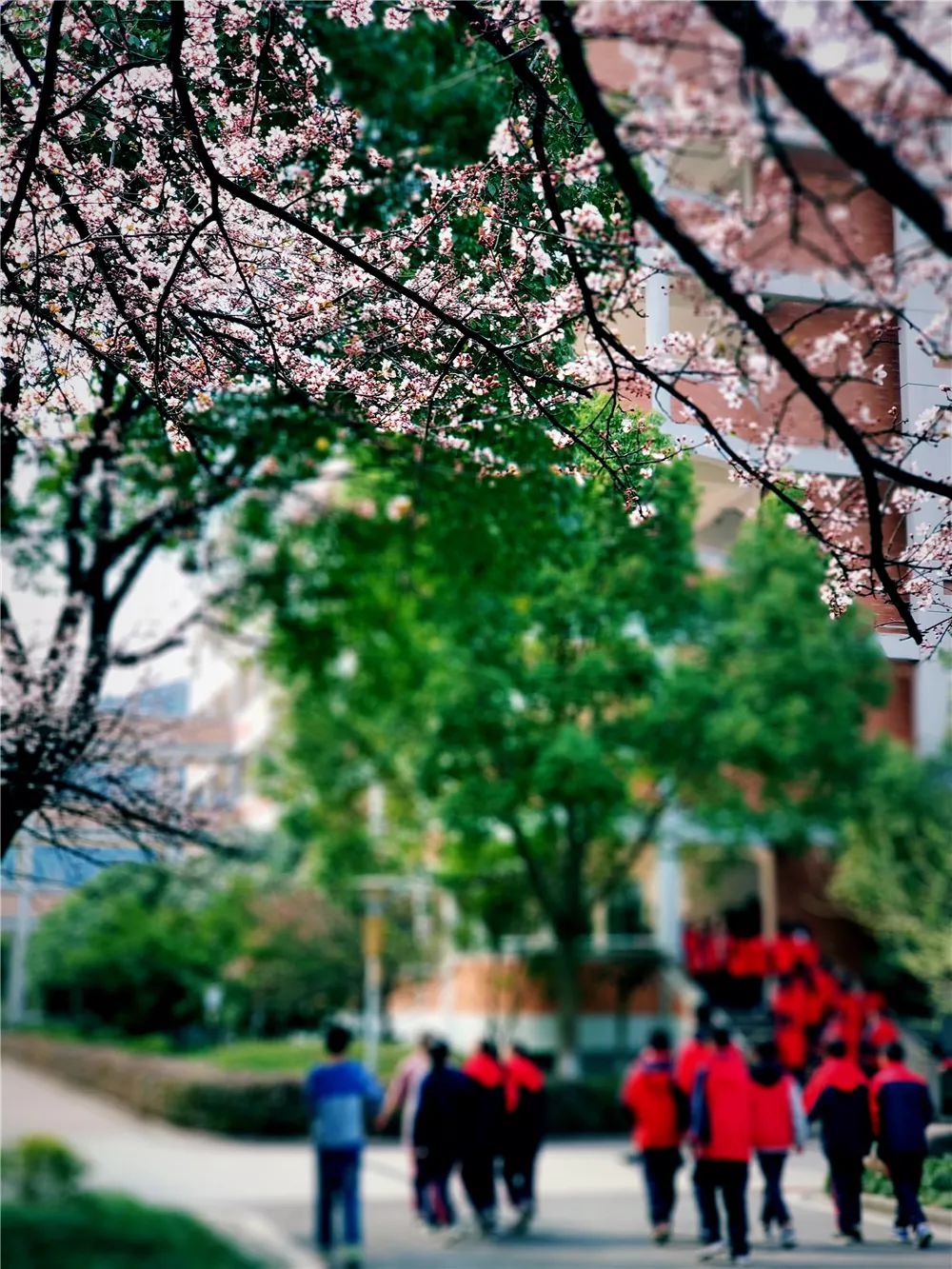 校園風(fēng)采新照，展現(xiàn)青春風(fēng)采的照片集錦