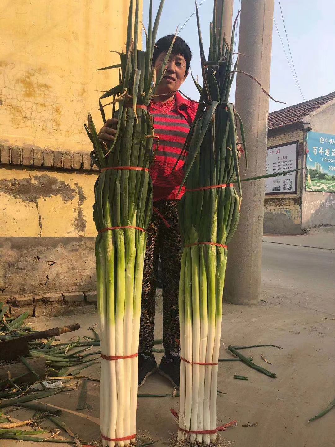 保定大蔥近期價格走勢，機遇與挑戰(zhàn)中的勵志力量