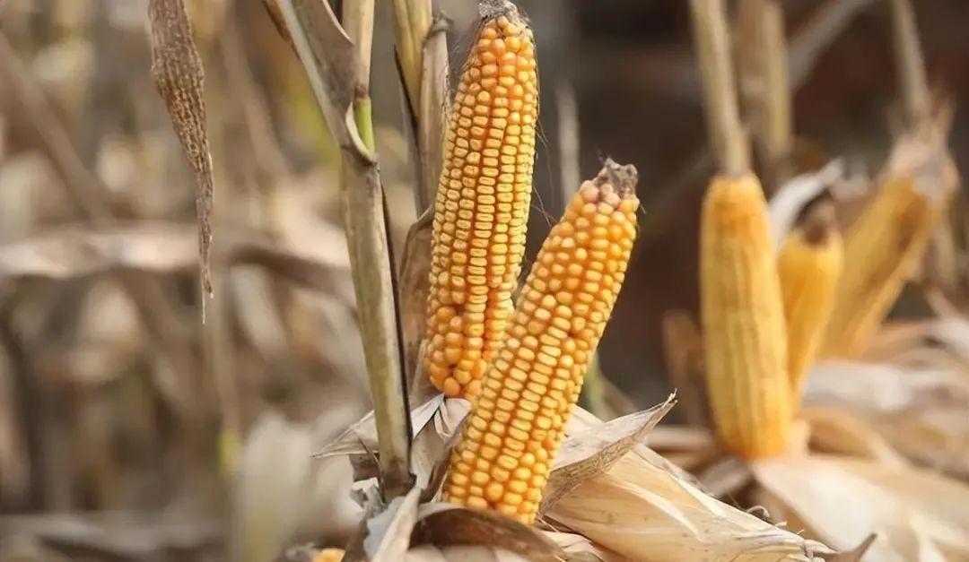 今日山東玉米價(jià)格行情，智能農(nóng)業(yè)引領(lǐng)新紀(jì)元風(fēng)向標(biāo)