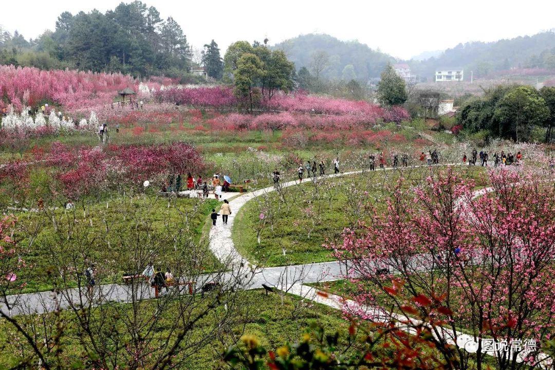 常德最新疫情動態(tài)步驟指南，初學(xué)者與進階用戶必讀