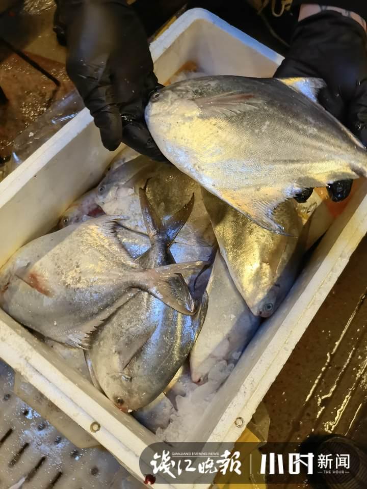 帶魚行情，一場海鮮盛宴的溫馨之旅