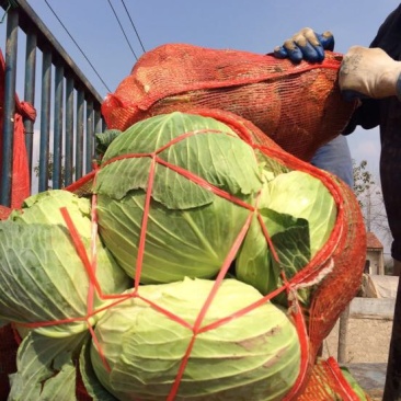 湖北包菜價格動態(tài),湖北包菜價格動態(tài)，一場尋找內(nèi)心平靜的綠色之旅