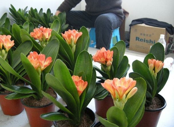 君子蘭價(jià)格變化中的自信與成就感，從綠葉到金花之路