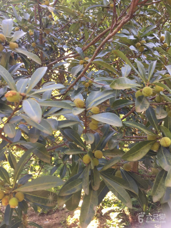 橫河大山搬遷最新動態(tài)，力量重塑與未來希望