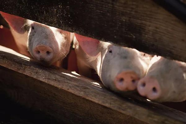 全國生豬市場價格動態(tài)，變化中的機(jī)遇與挑戰(zhàn)的旅程