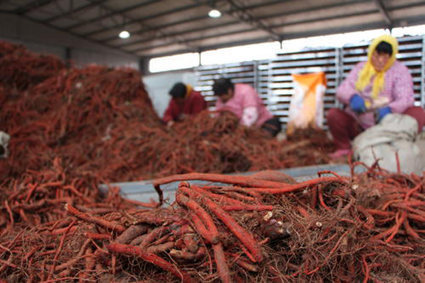 科技賦能下的丹參行情，生活因丹參而多彩