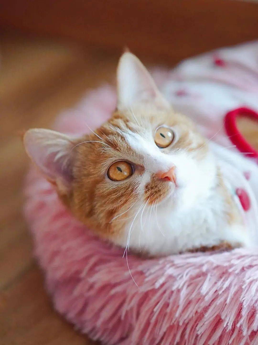 貓咪資訊速遞，探索貓咪的自信成長與優(yōu)雅步伐