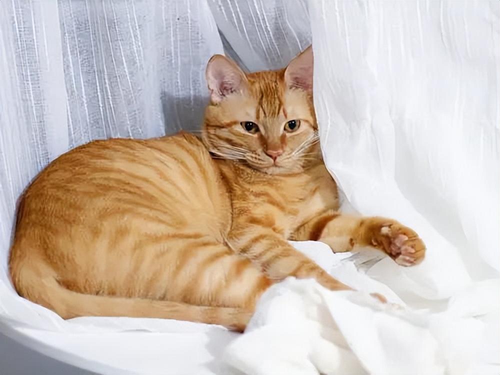 貓品種與價格，一場自然美景的探尋之旅