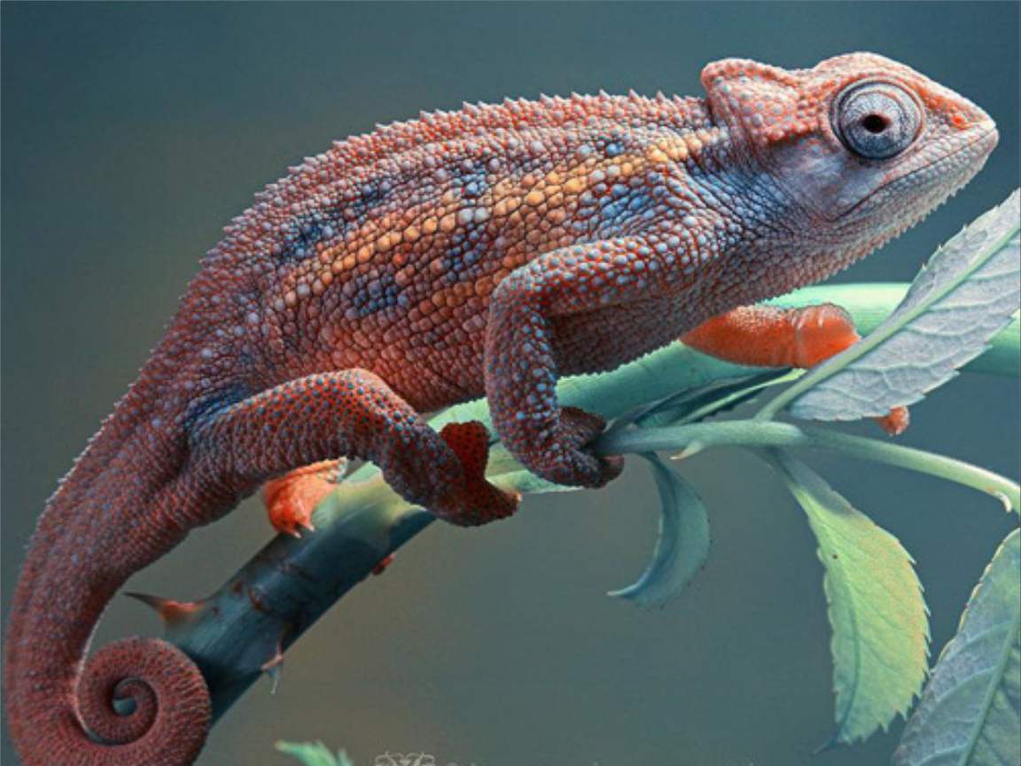 全新版變色龍，小巷中的神秘瑰寶