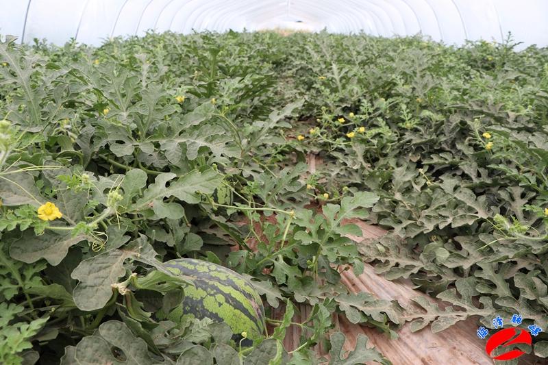 全國西瓜最新價格行情，綠色之旅探尋內心平靜