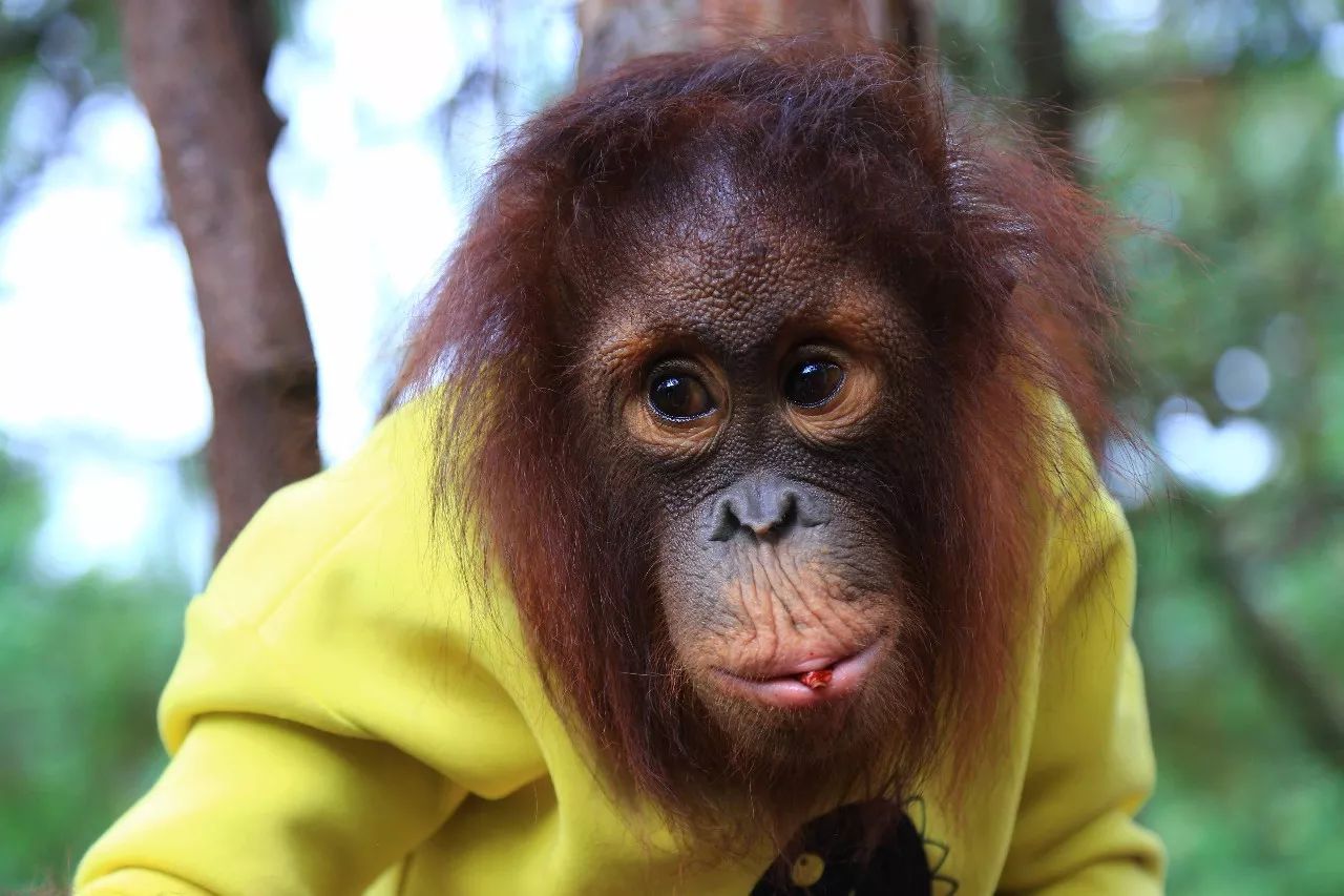 科技重塑人與自然和諧交響，動物大明星的交響樂章