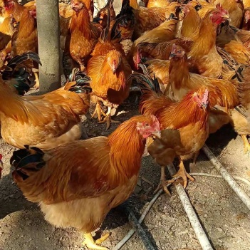 閹雞最新行情，巷弄深處的風(fēng)味秘境探索