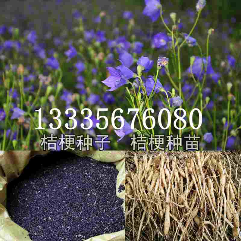 桔梗種子價格揭秘，成長旅程與自信綻放之路