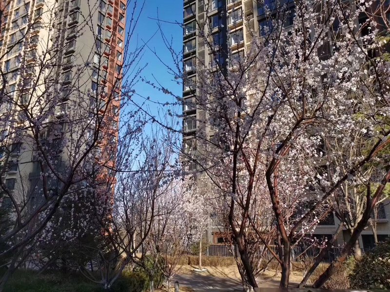 燕郊房?jī)r(jià)動(dòng)態(tài)更新，科技引領(lǐng)房產(chǎn)新紀(jì)元，最新資訊速遞