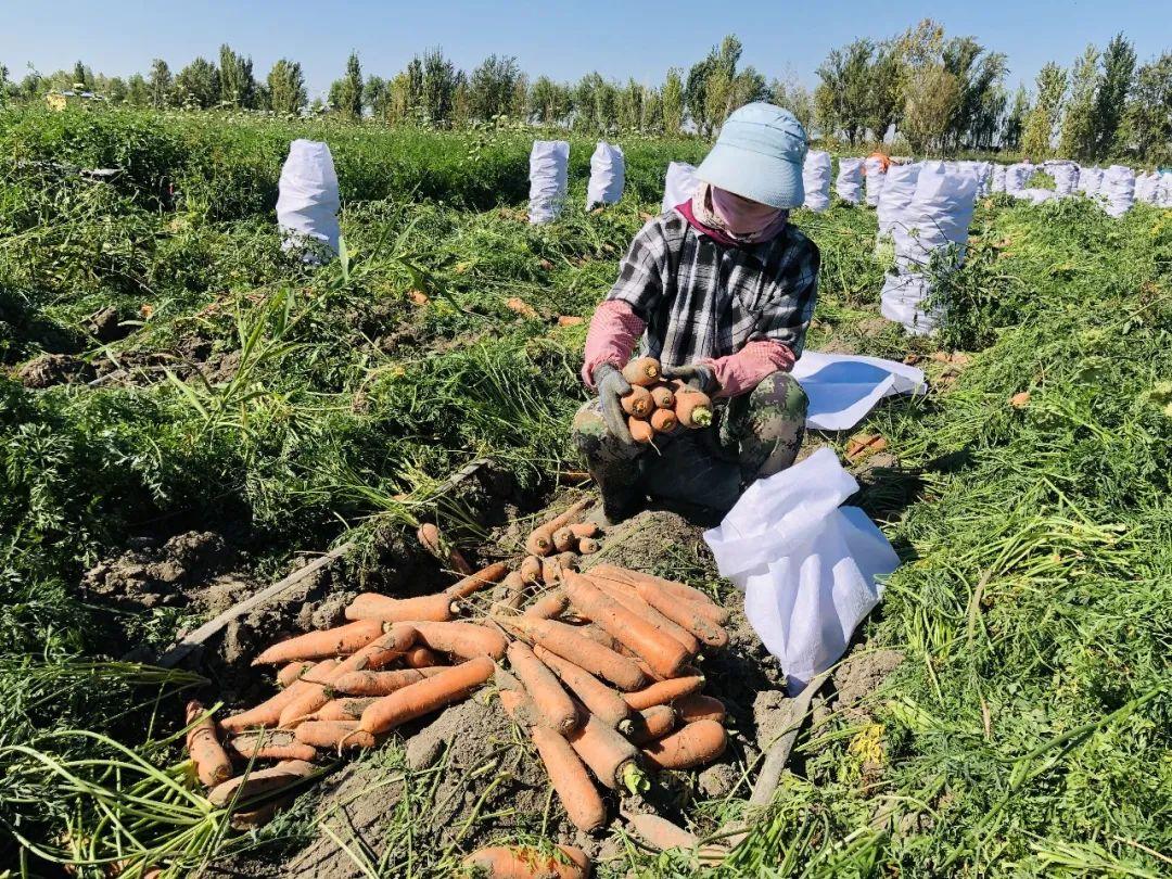 胡蘿卜最新市場(chǎng)價(jià)格概覽，最新市場(chǎng)價(jià)格指南