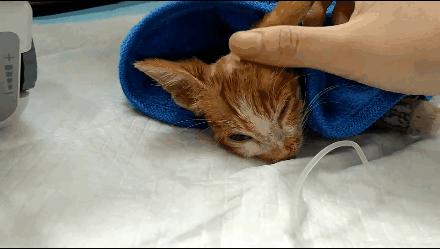 貓球比賽，激發(fā)潛力的勵(lì)志之旅